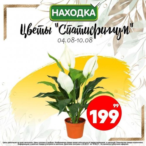 Поступление прекрасных цветов "Спатифиллум"в "Находке"